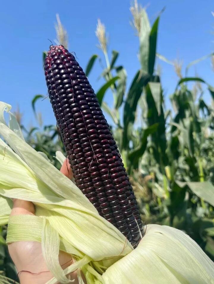 Purple Glutinous Corn - Single Cob