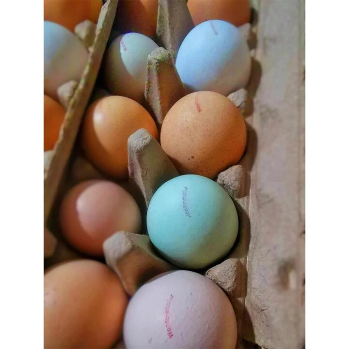 Wonderwander Forest-Raised Rainbow Eggs 12pcs