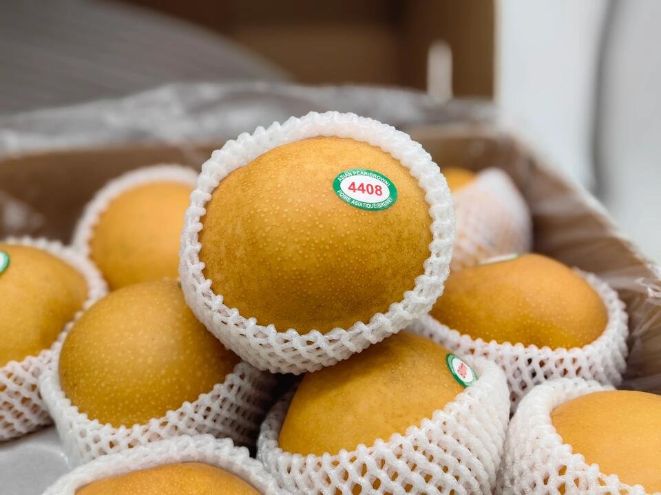 Korean Singo Pear - 1.1-1.2kg