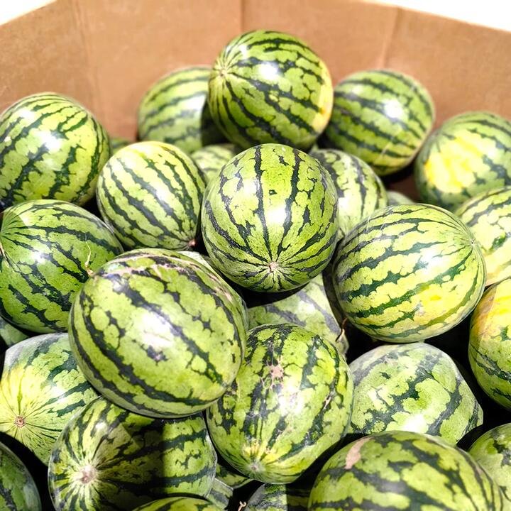 Crystal Sugar Watermelon - 5-6kg