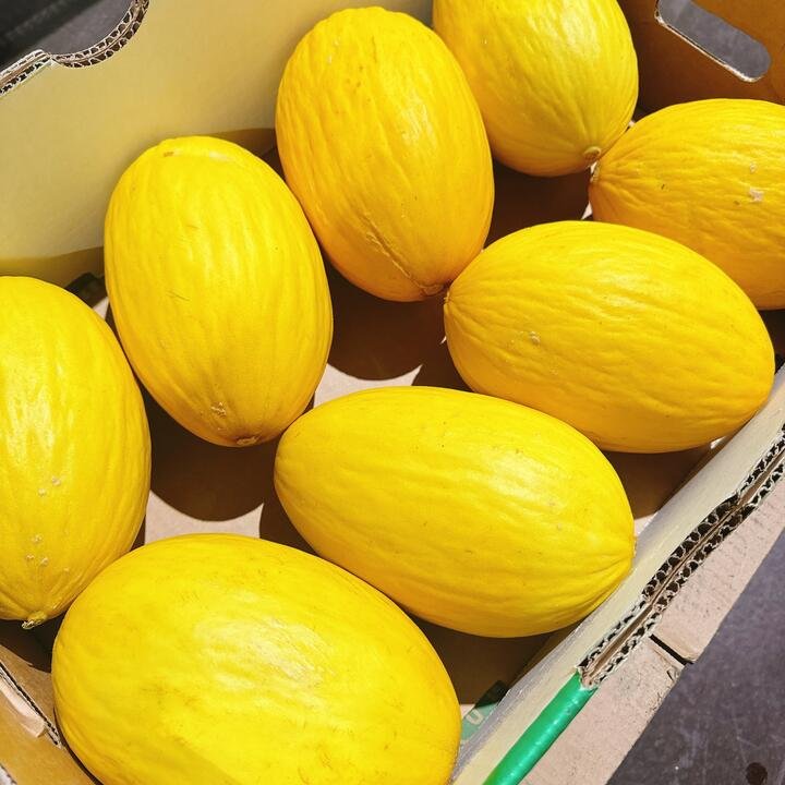 Yellow Skin Christmas Melon - 1 Piece