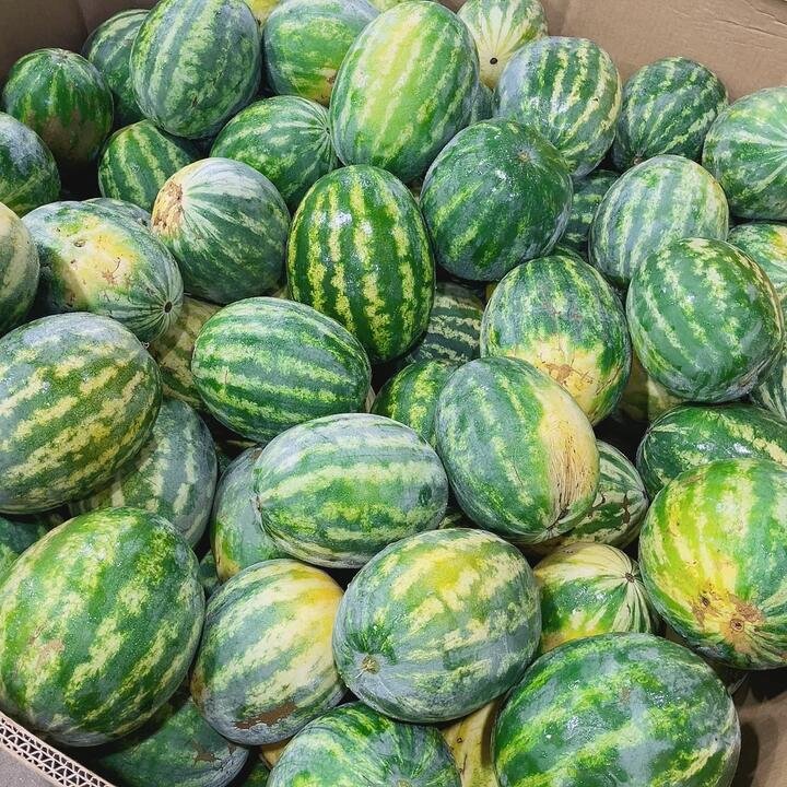 Tiger-Striped Watermelon - Multiple Sizes Available