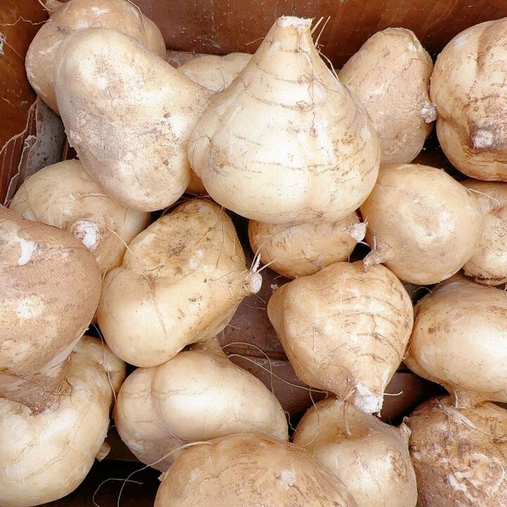 Fresh Local Jicama - 1kg