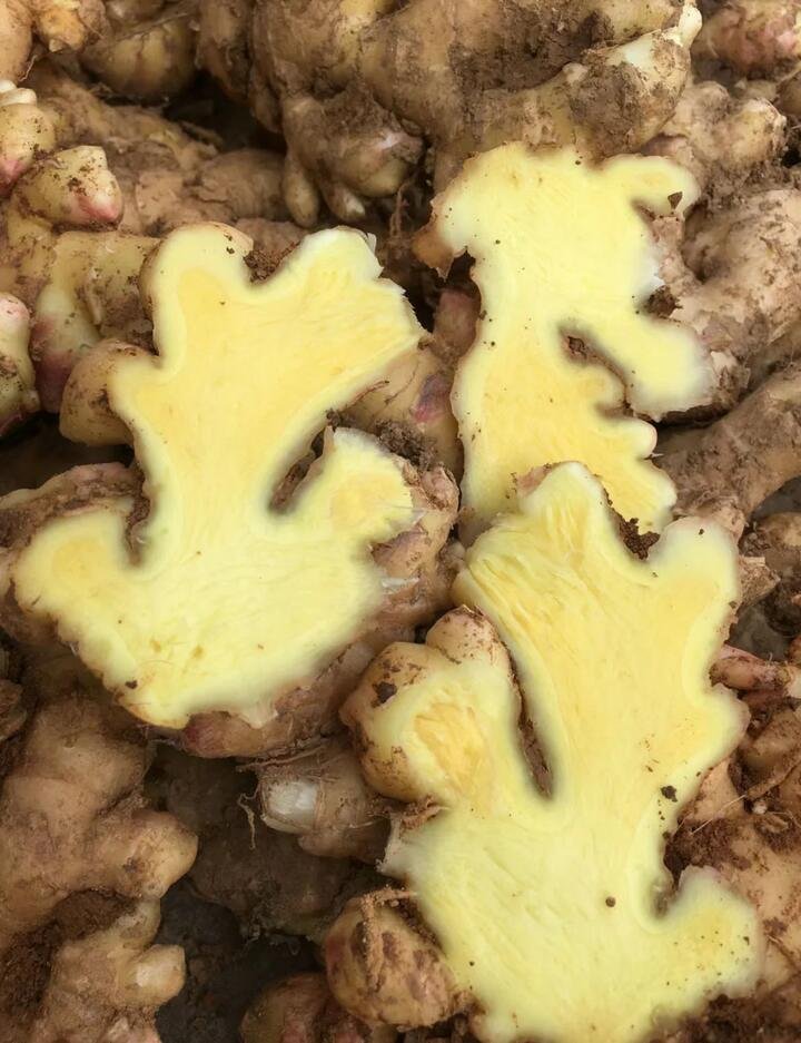 Fresh Small Yellow Ginger – 500g Gourmet Grocer Fresh Small Yellow Ginger - 500g