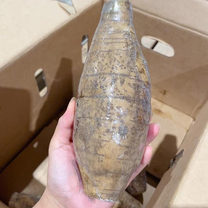 Fresh Chinese Arrowroot - 1 Piece, 900-1000g