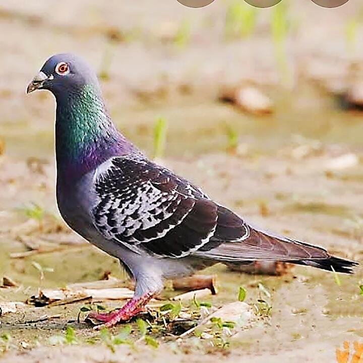Wonderwander Frozen Free-Range Wild Pigeon - 250-350g