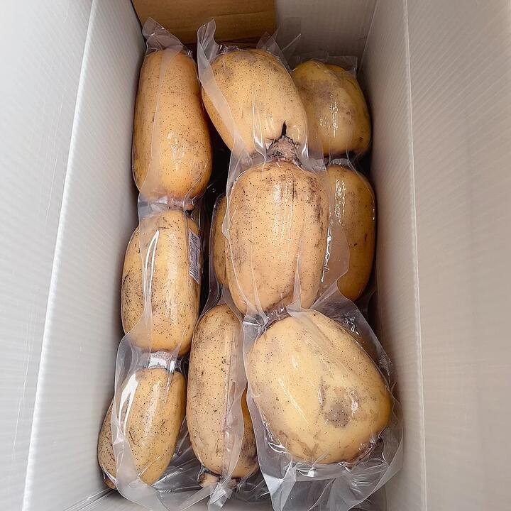 Fresh Lotus Root - 1.45-1.7kg