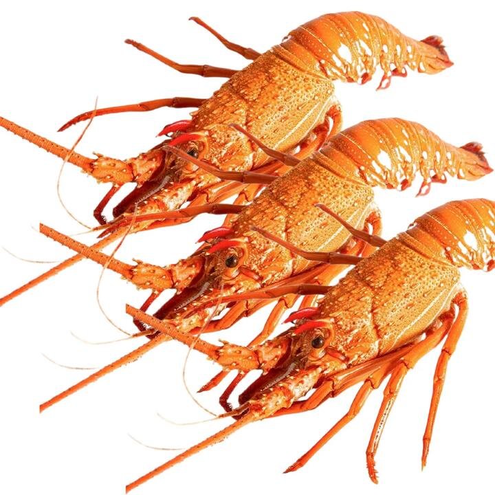 Export Grade Western Australian Live Lobster - Whole, 400-500g Each, Pack of 3