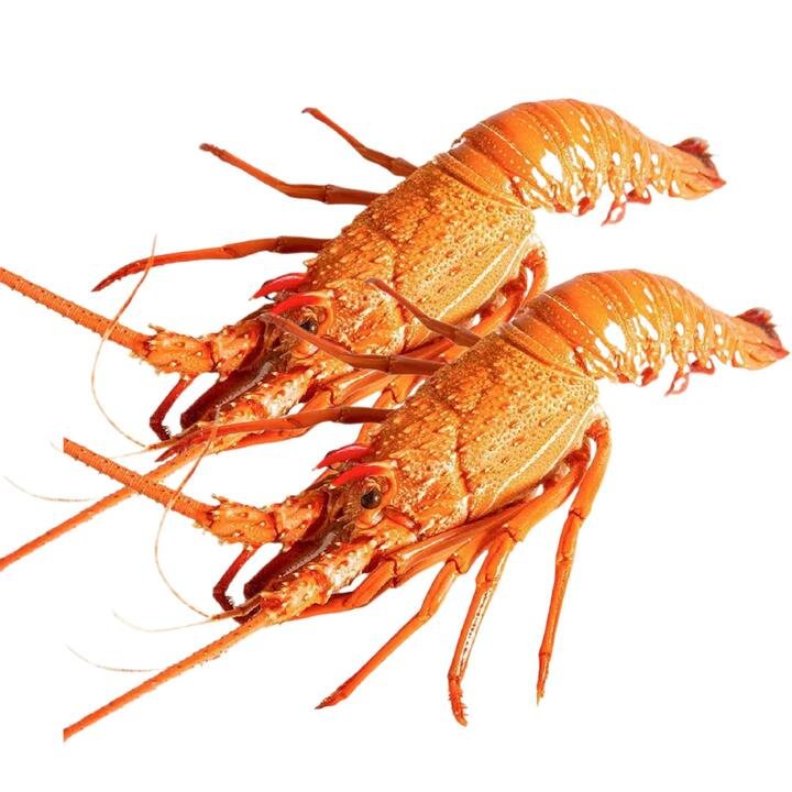 Export Grade Western Australian Live Lobster - Whole, 400-500g x 2 Pieces