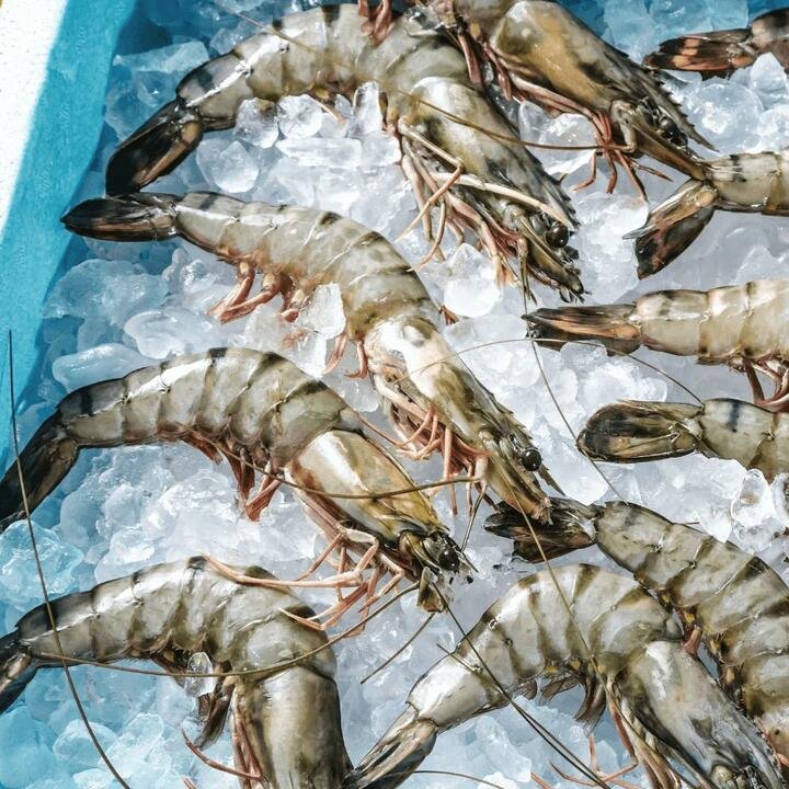 Tassal Raw Frozen Australian Black Tiger Prawns Medium Size 21/30 500g Gourmet Grocer Tassal Raw Frozen Australian Black Tiger Prawns Medium Size 21/30 500g