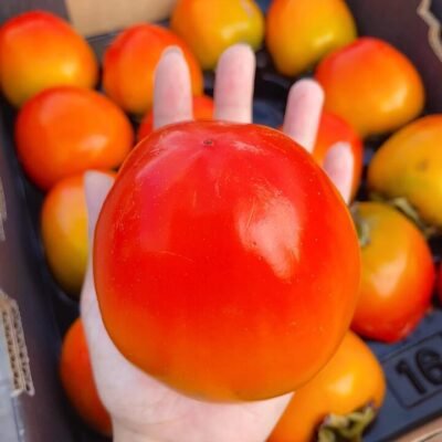 Soft Persimmon - 1 Piece