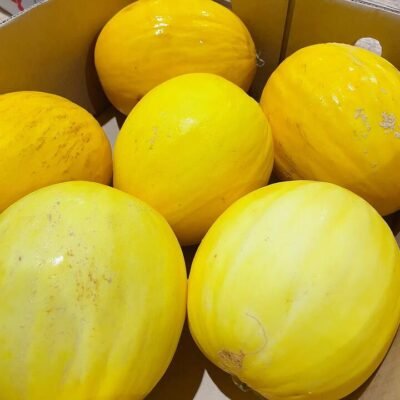 Large Candy Melon - 1 Piece