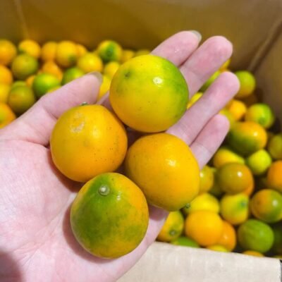 Honey Mandarin Oranges, 500g