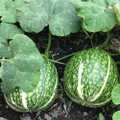 Shark Fin Melon - 1 Piece, 2-2.5kg