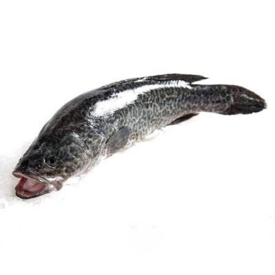Wild Murray Cod (Scaled and Gutted) - 3.2kg | (No Sunday Delivery)