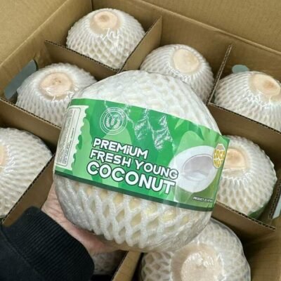 Premium Fresh Young Coconut from Vietnam – Large, 1 Piece – Sweet Drinking Coconut Gourmet Grocer Premium Fresh Young Coconut from Vietnam - Large, 1 Piece - Sweet Drinking Coconut