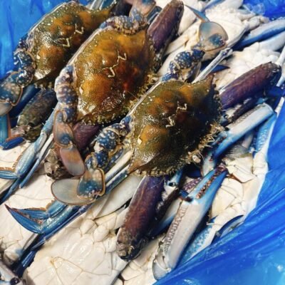 Large Fresh Blue Swimmer Crabs - 3 Whole Crabs, 800g Lunar New Year Limited