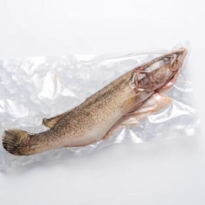 Frozen Whole Australian Murray Cod (Scaled & Gutted) 0.8–1.2kg