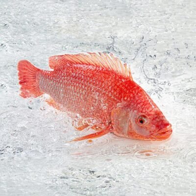 Frozen Whole Wild Saddletail Snapper 600–800g (Ungutted) Gourmet Grocer Frozen Whole Wild Saddletail Snapper 600–800g (Ungutted)